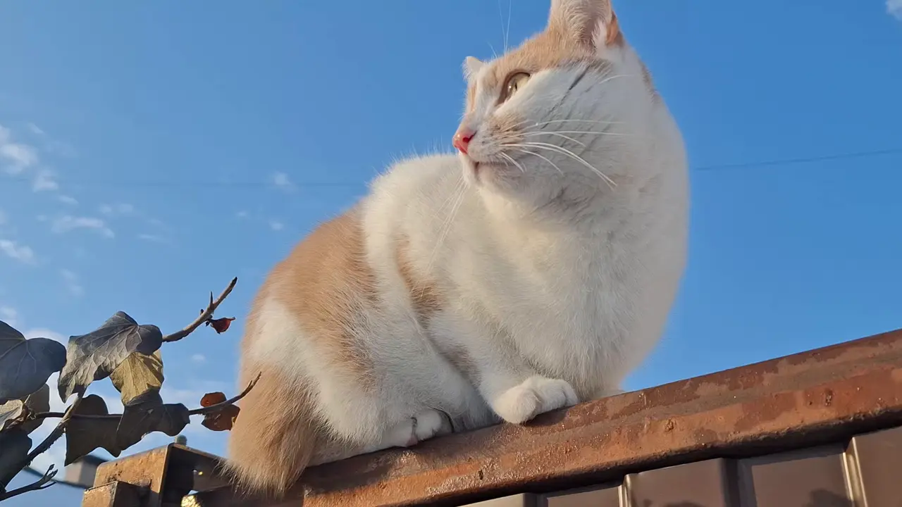 A cream and ginger cat sitting on a garden fence against a blue sky